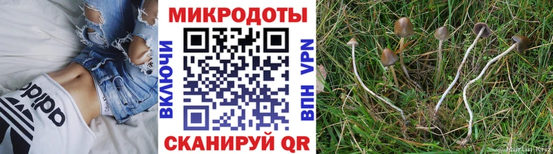 купить наркоту  Сольцы  Псилоцибиновые грибы Psilocybine cubensis 